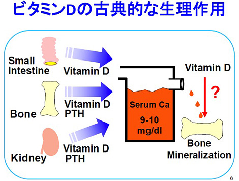 ビタミンDの古典的な生理作用