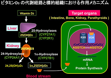 明らかにされたビタミンD3の代謝経路と活性型ビタミンDの標的臓器における作用メカニズム